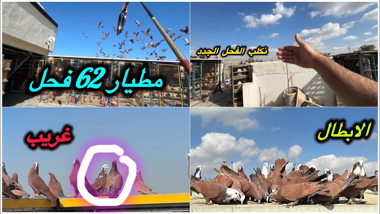 نكلب