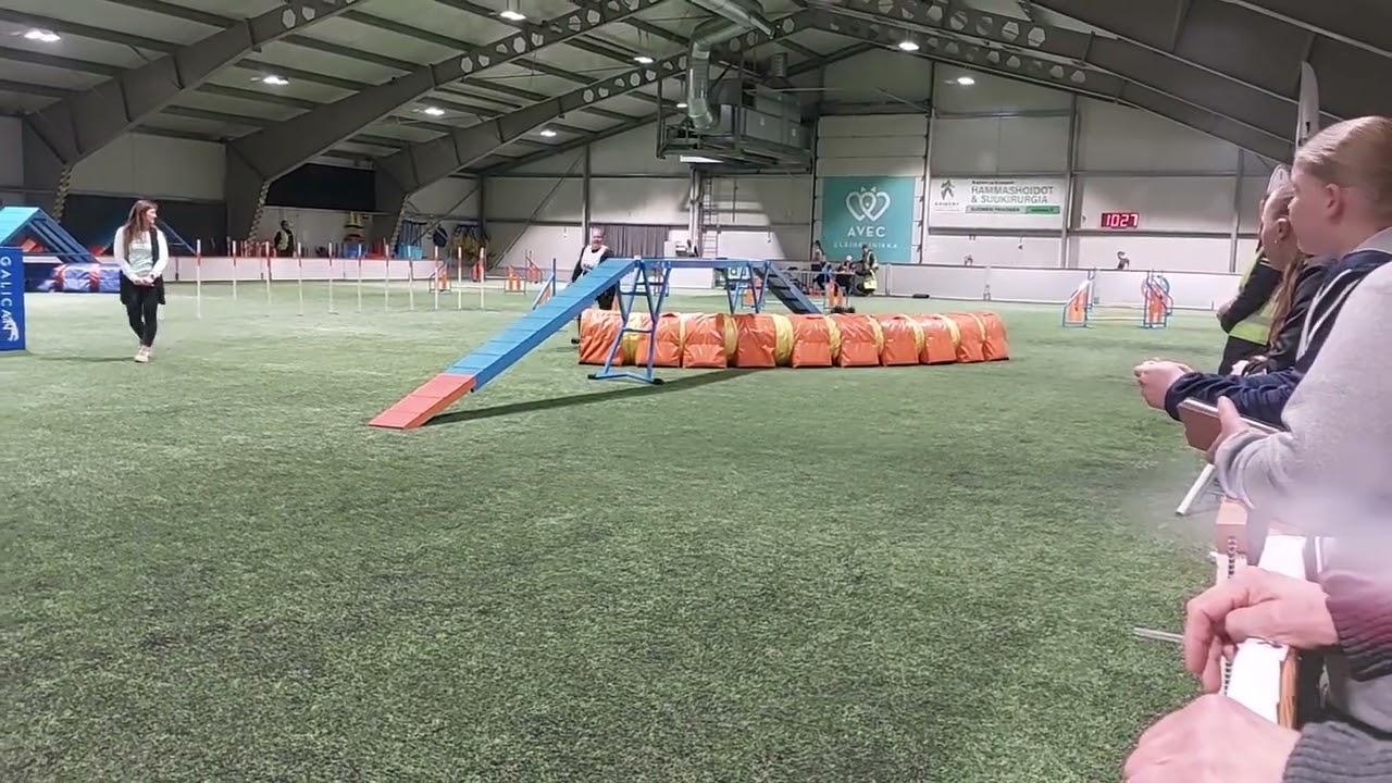 Kleinspitz Kerttu, Agility halli-SM 2025 Vantaa, karsinta agilityrata