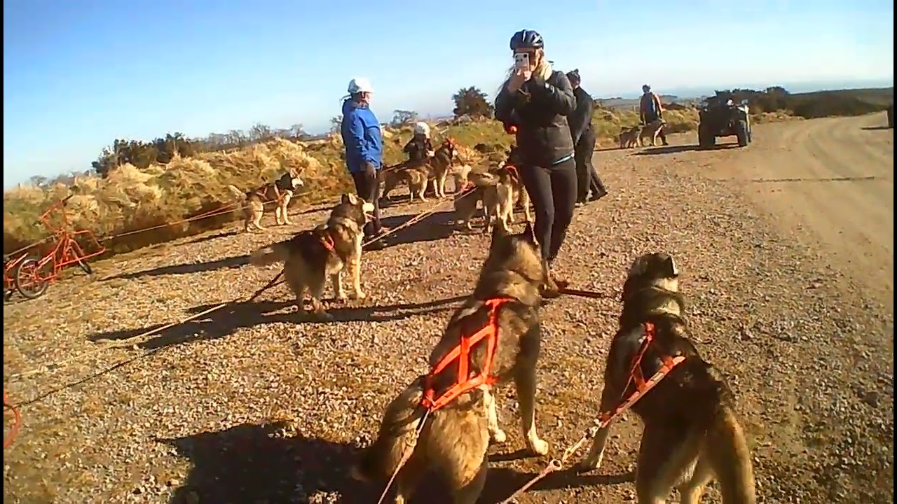 Husky Haven dog sledding- the return trip. I didn't fall off.