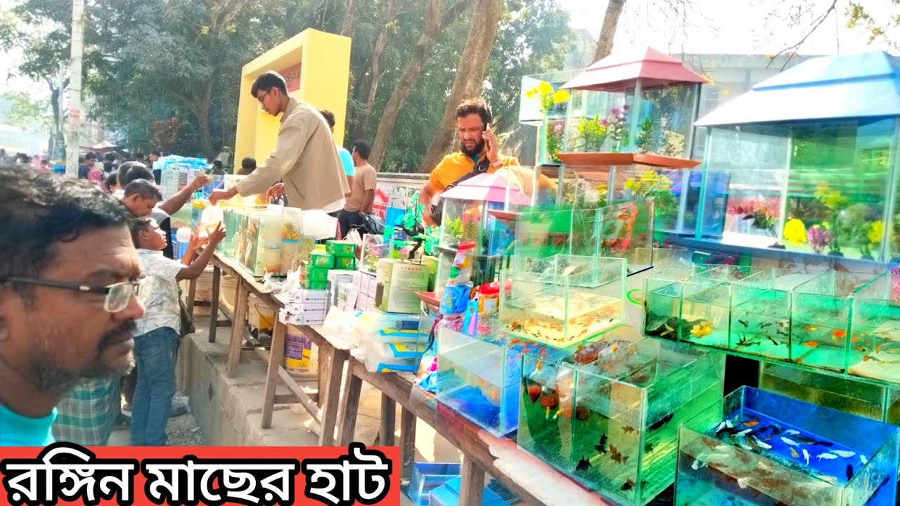 Aquarium Fish Price In Bangladesh 2025🐠Aquarium Fish Price | Aquarium | Aquarium Fish Price In BD🐠