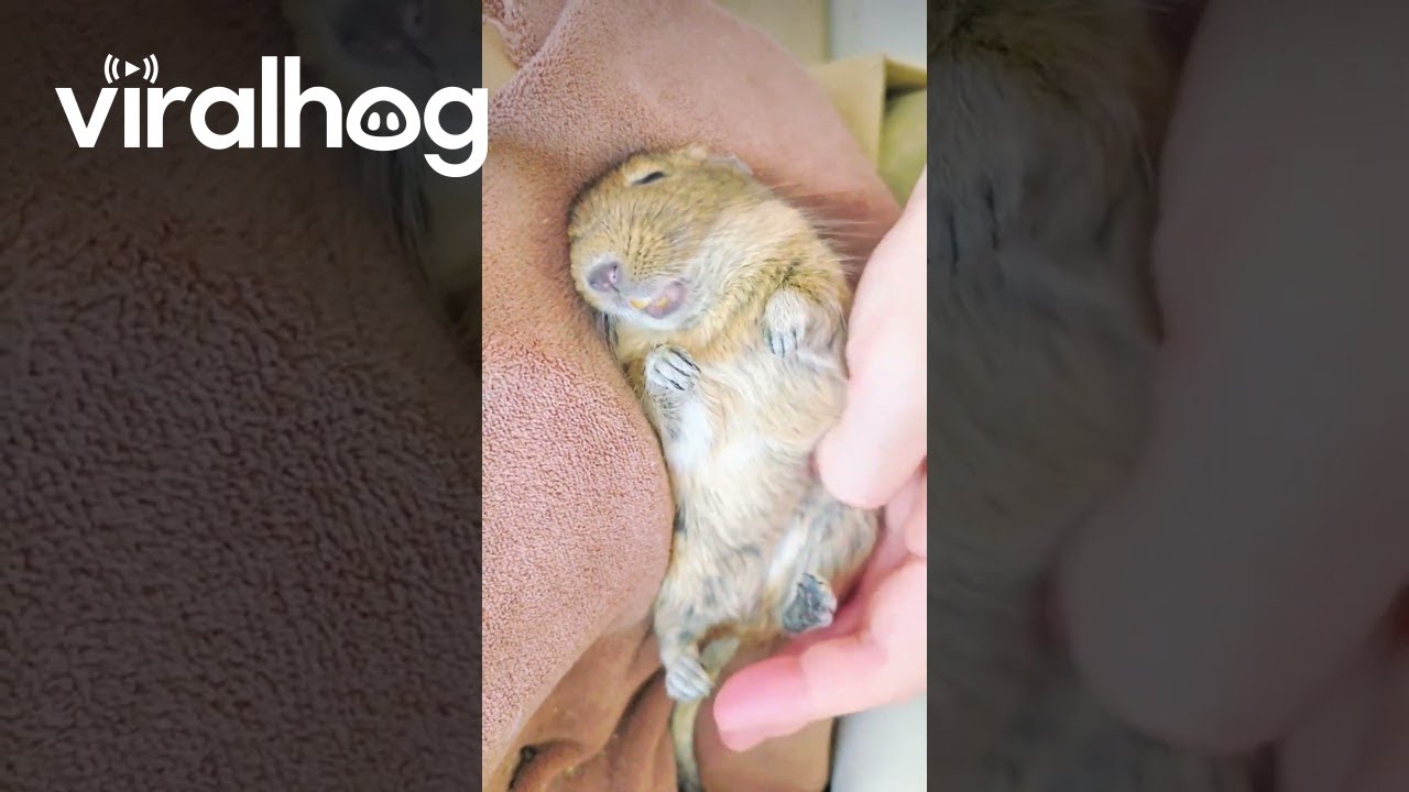 A Spoiled Female Degu Pet || ViralHog