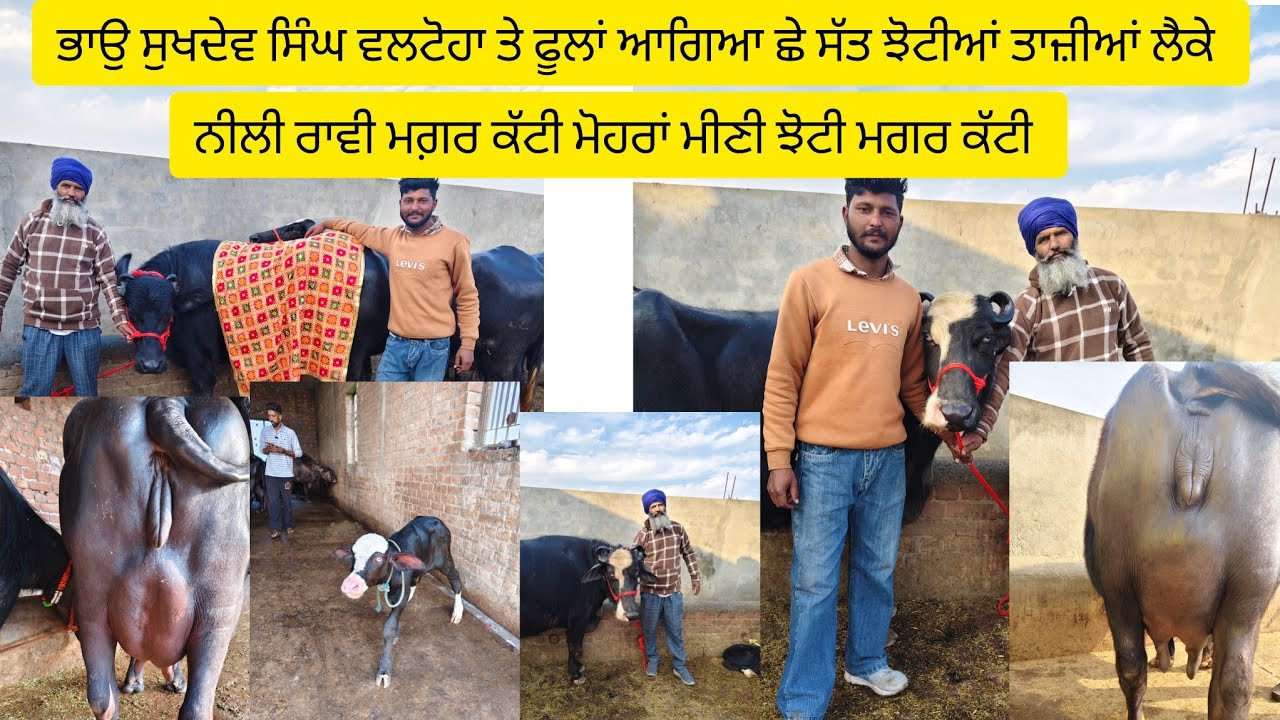 #date(30-01-26)ਭਾਉ ਸੁਖਦੇਵ ਸਿੰਘ ਵਲਟੋਹਾ ਤੇ ਫੂਲਾਂ ਆਗਿਆ ਪੰਜ ਛੇ ਝੋਟੀਆਂ ਮੱਝਾਂ ਲੈਕੇ ਵਿਕਾਊ 