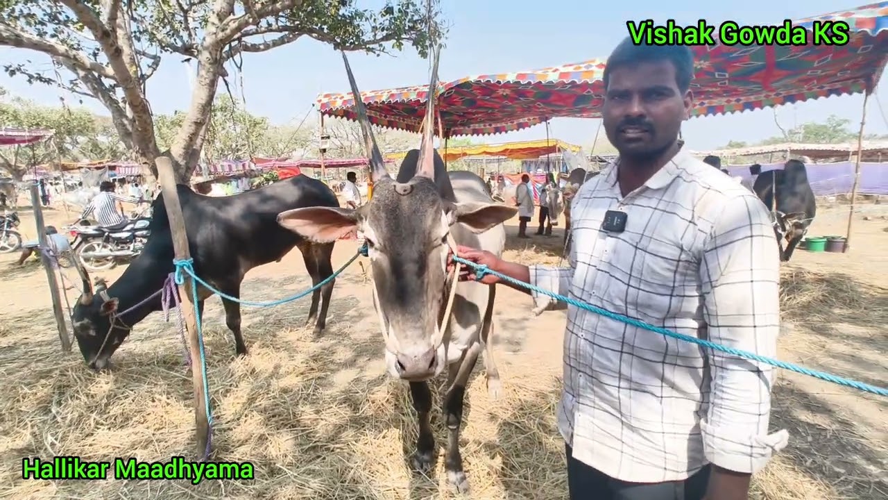 ಹಳ್ಳಿಕಾರ್ ಹೋರಿಗಳು| #topquality #hallikar #cow #desicow #mandya #viralvideo #hallikarstudbull #trend
