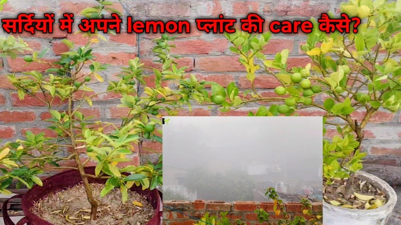 सर्दियों में नींबू के पौधे की कम्पलीट केयर | Lemon Plant Winter Care @ACPGarden #wintercare 