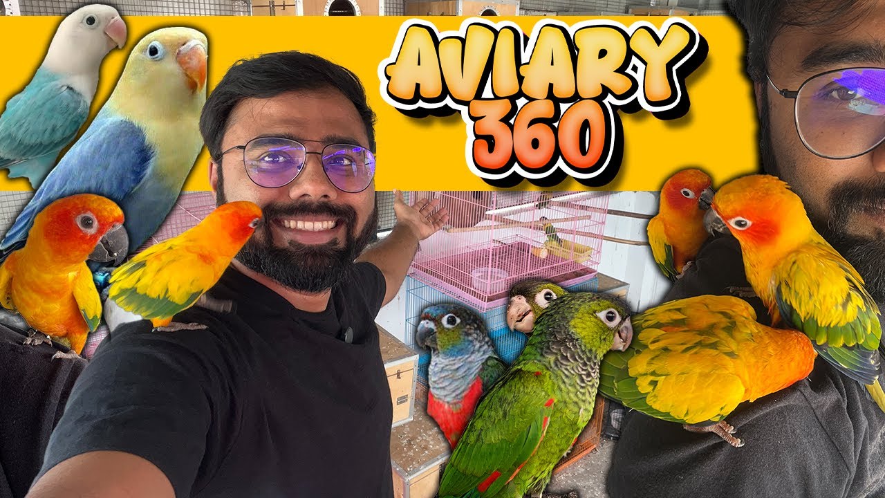 ₹1000 முதல் Hand Feeding and Tamed Birds | Aviary 360 | Delivery Available