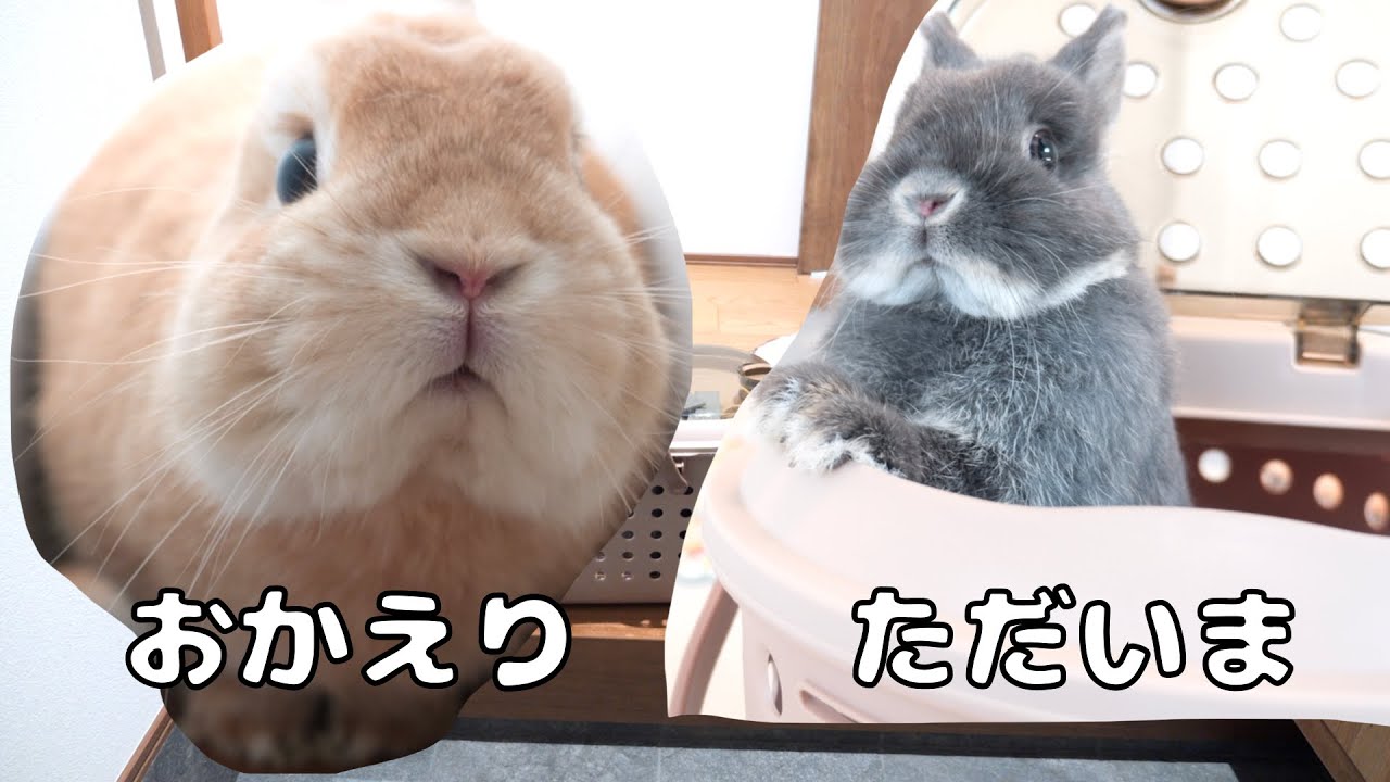 手術は無事成功して玄関まで出迎えてくれる優しいムギ【No.1107】