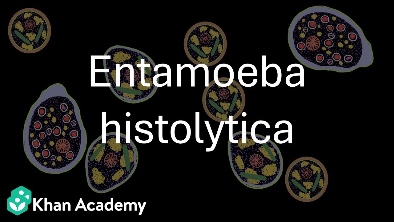 Entamoeba histolytica | Биология в области благополучия человека | 11 класс | Зоология | Телангана