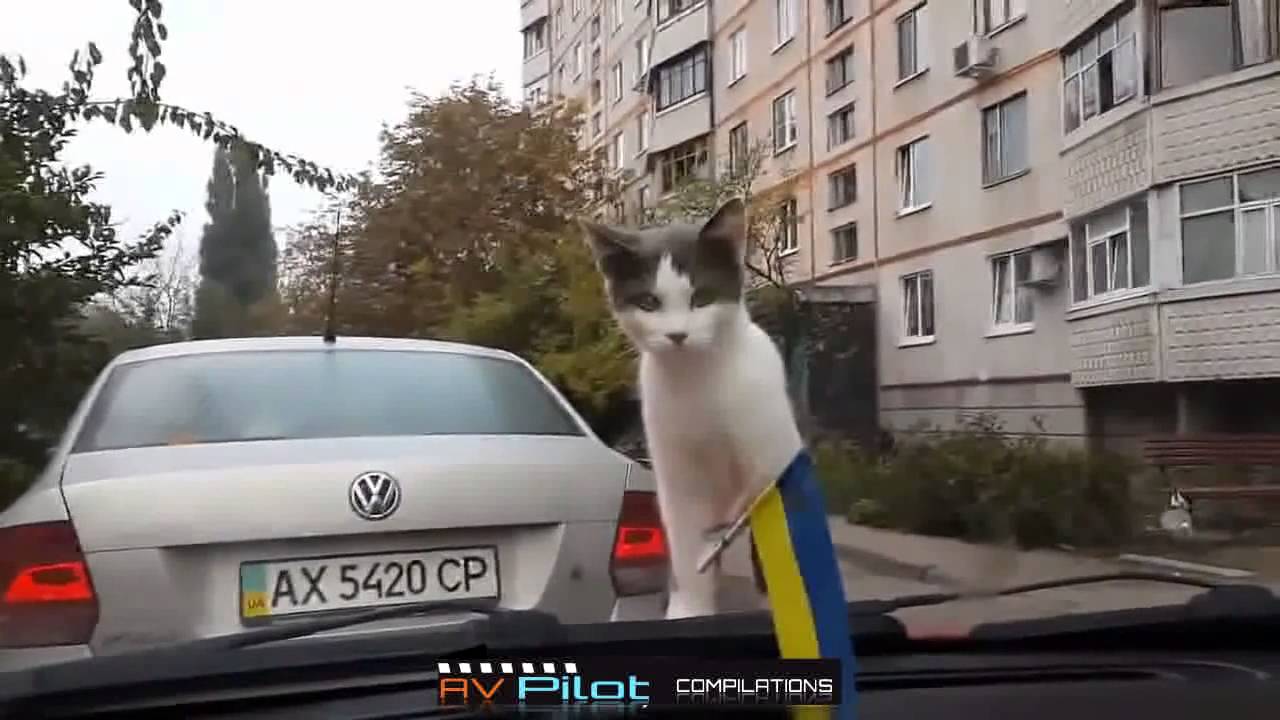 WE LOVE RUSSIA 2015   Video Compilation