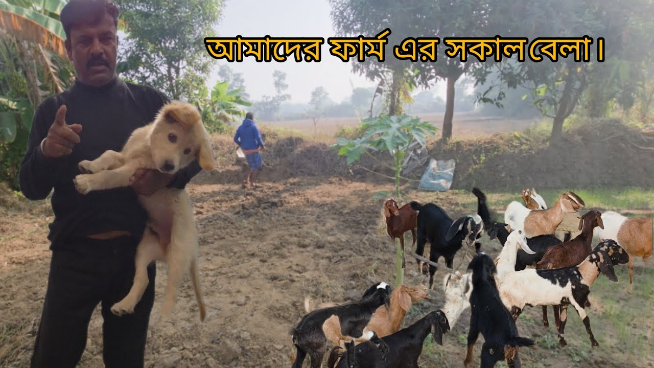 🐐আমাদের ফার্ম এর সকাল বেলা🐂#villagefarmingvlogs #fishing #kartikmonth #fishingequipment #fish 