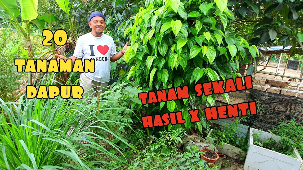 ✅️ 20 TANAMAN DAPUR YANG BERI HASIL BERTAHUN-TAHUN