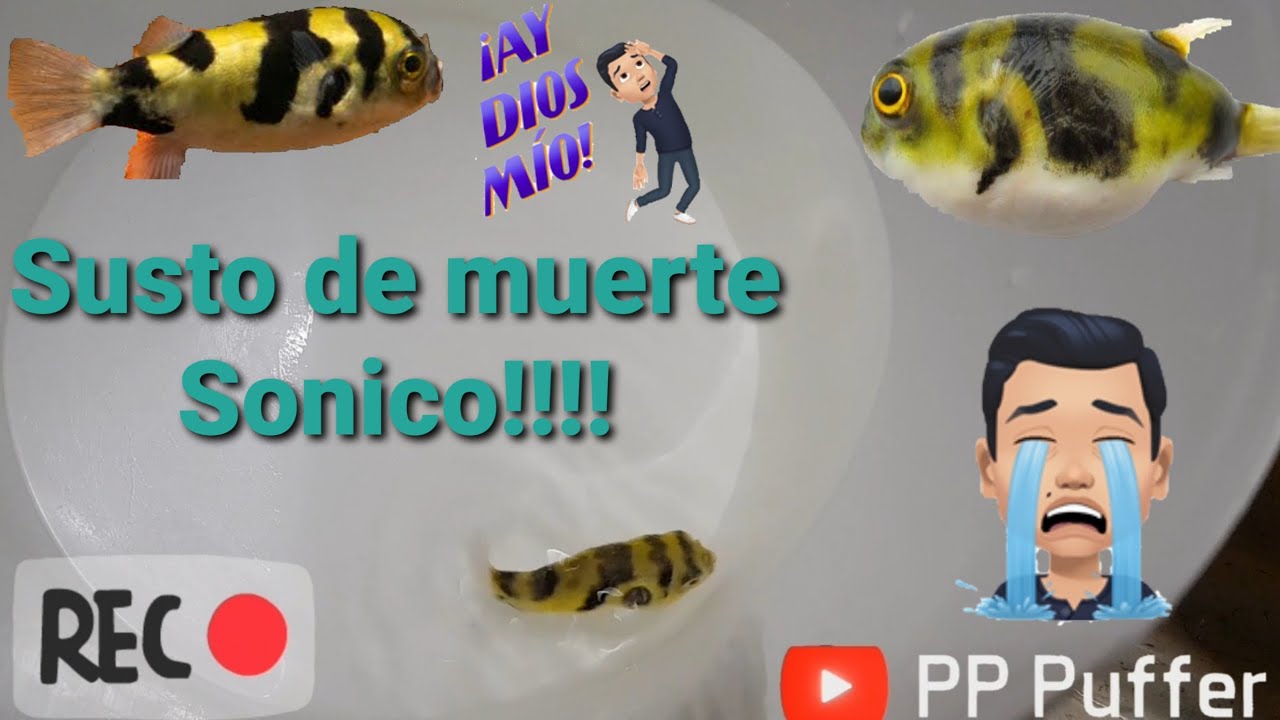 Sonico !!!!  El Pez Globo Amazonico 🐡 Me Dio Un Susto De Muerte 😱😱😱😱
