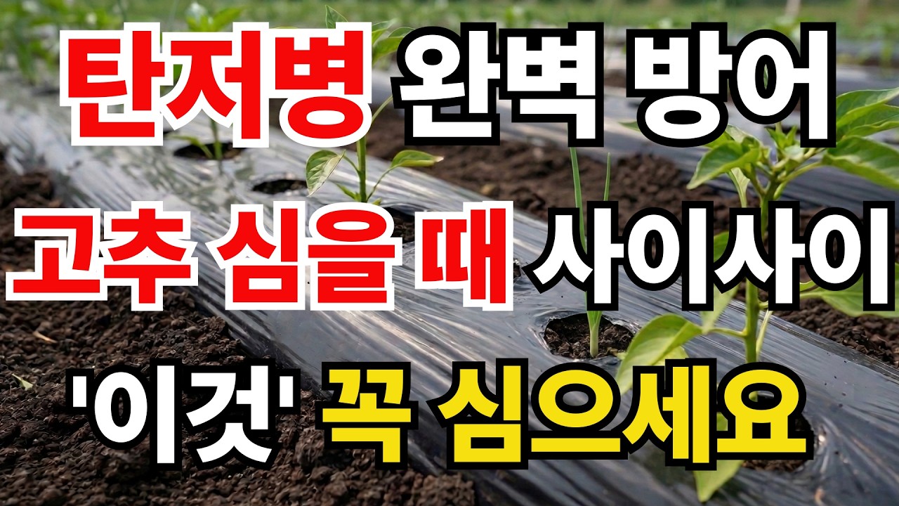 고추밭에 '이것' 하나 심었더니 탄저병이 안 옵니다! 농약 없이 고추 대박 난 비결