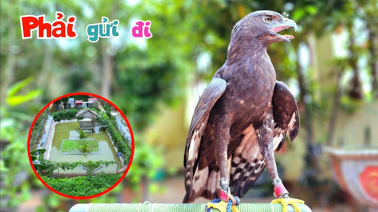 Chào Mào Bạch Đẻ Thêm - Sửa Lại Ao Cá Và Gửi Đi Chim Đại Bàng Mao Ka Mao Đệ Gửi Tặng / Quế Nghịch