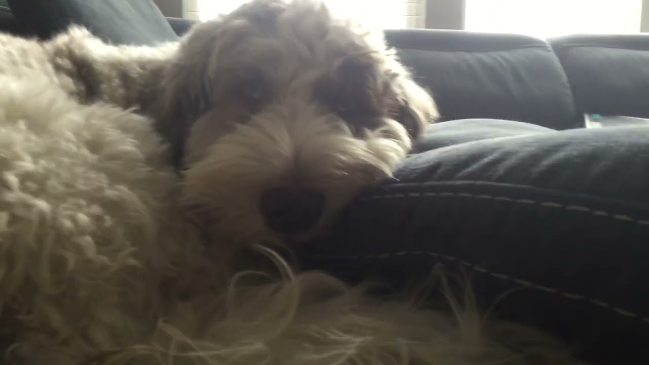 Pupper slowly falling asleep 😴 
