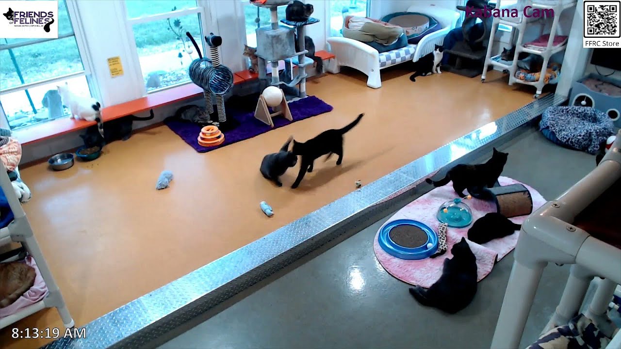 Magic shows Achoo who's the boss 🙂 2025-09-06, by Stan
