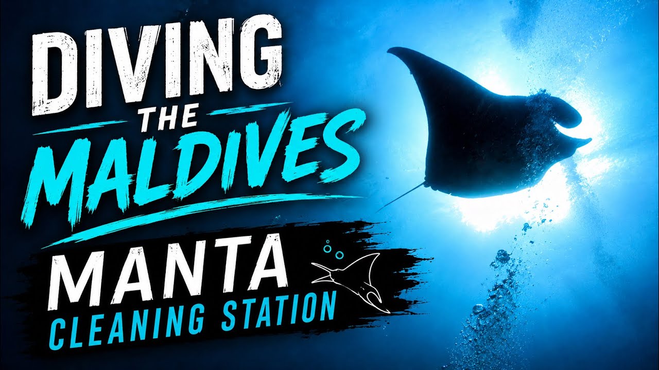 Diving the Maldives Manta cleaning station