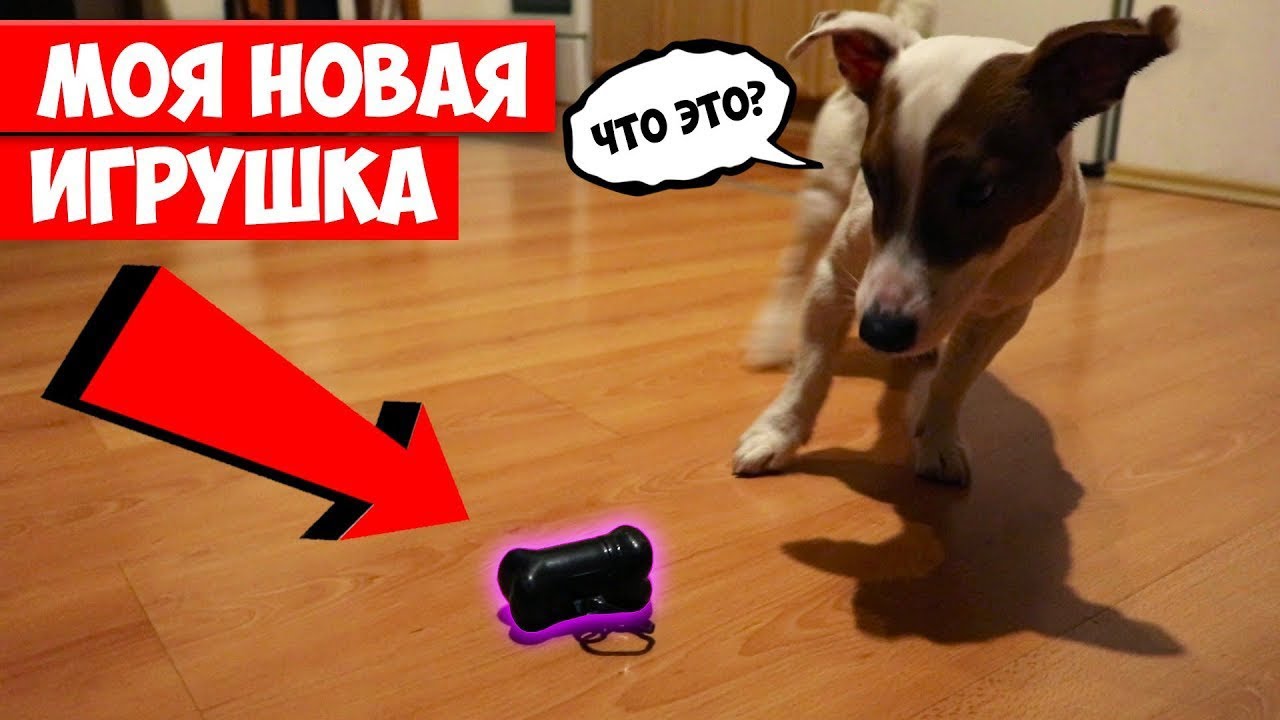 Чем заняться вечером, если скучно? Реальные игры с Локи БОБО 🐾  Влог - 20 серия