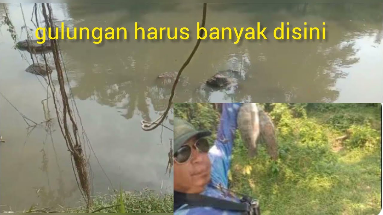 pasermania nemu spot baru naik tiga babon