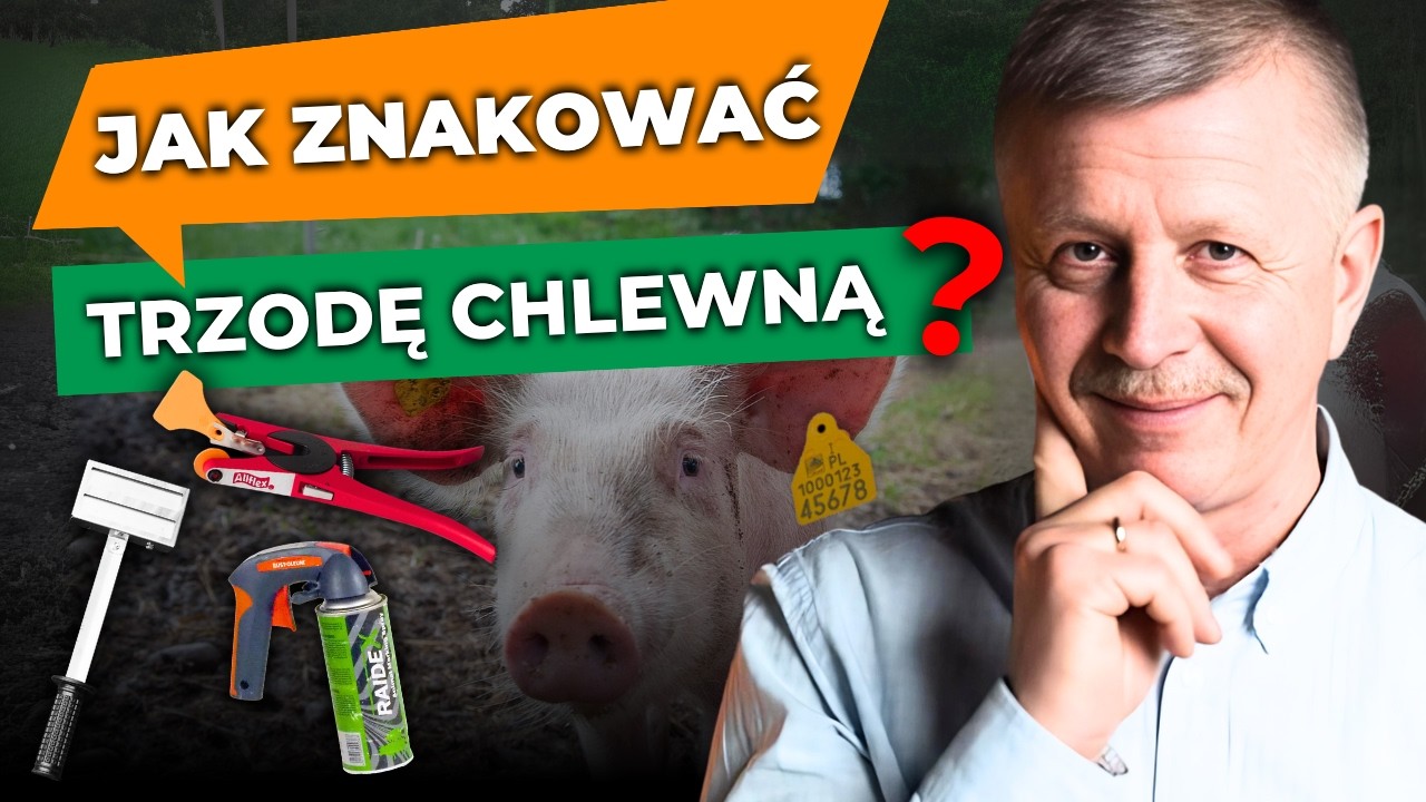 Jak znakować trzodę chlewną?🐷Kolczyki, kredki, tatuowanie | Farmshop - Hoduj z nami