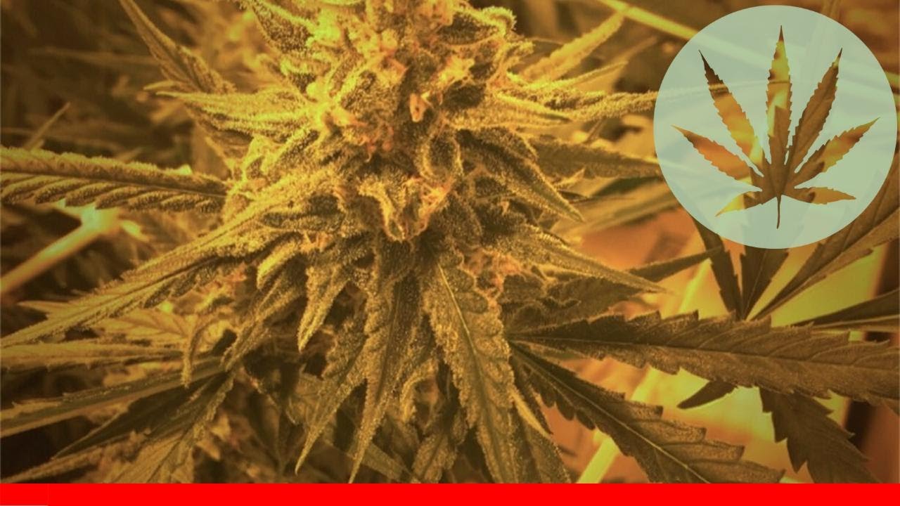 Critical Plus 2.0 - All About This Strain
