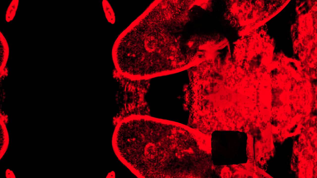 Julián Mayorga - cript◗bi•sis [Nuevo EP] Promo 2