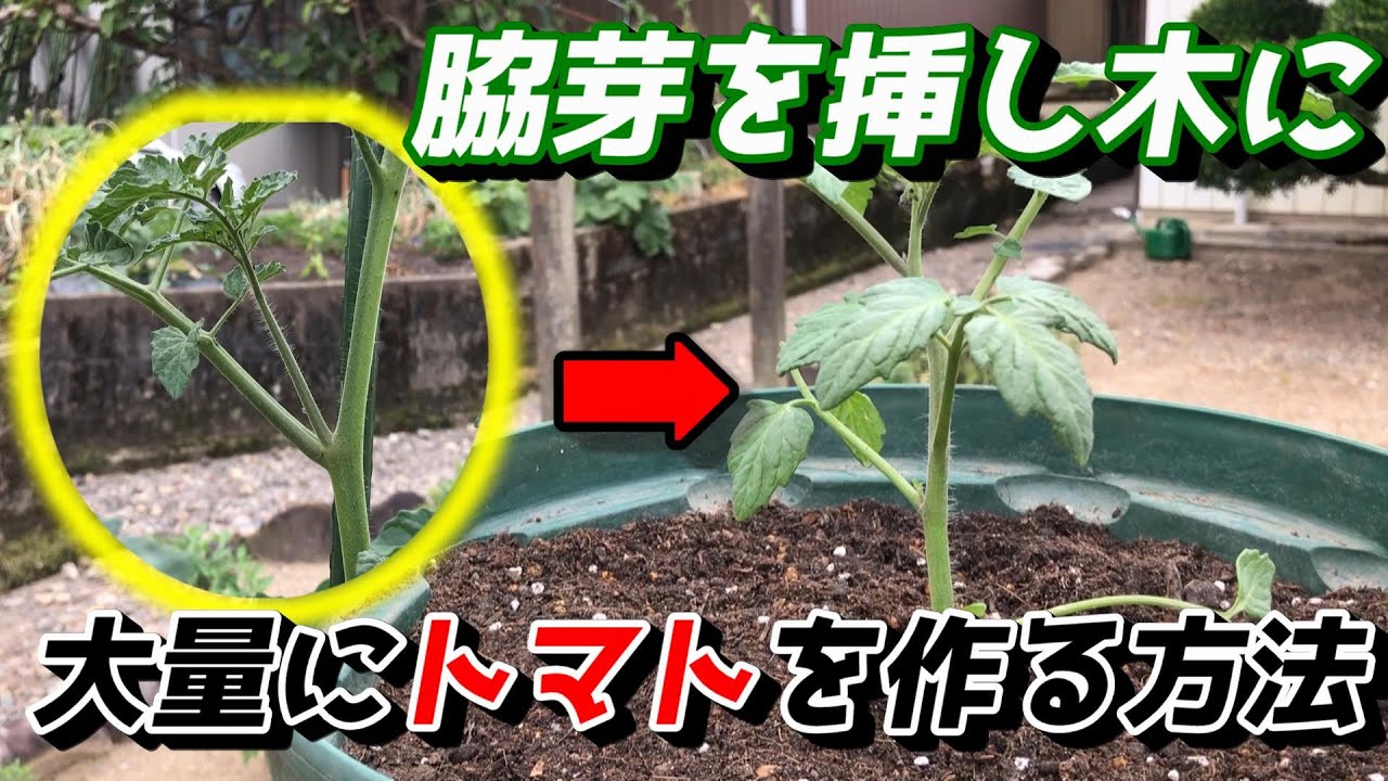 【ミニトマト】プランターでの挿し木の育て方　【家庭菜園】