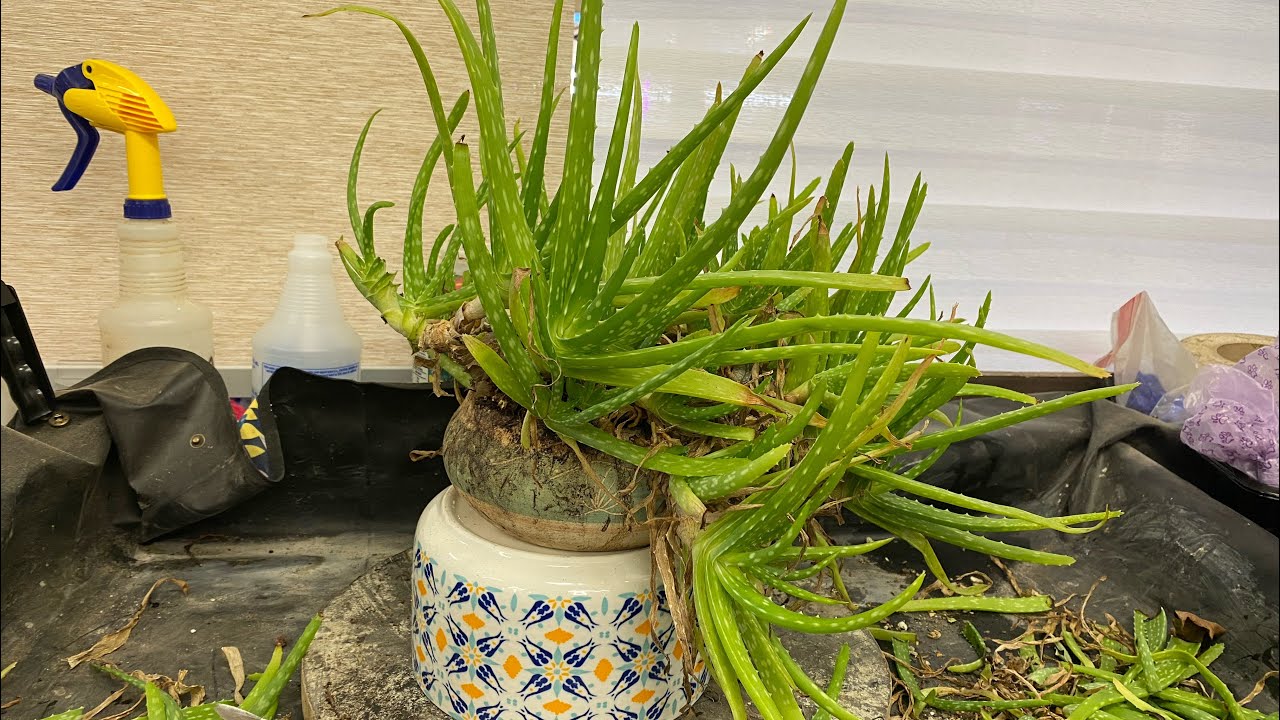 Aloe pruning, Part 1.  Can this be a bonsai?  