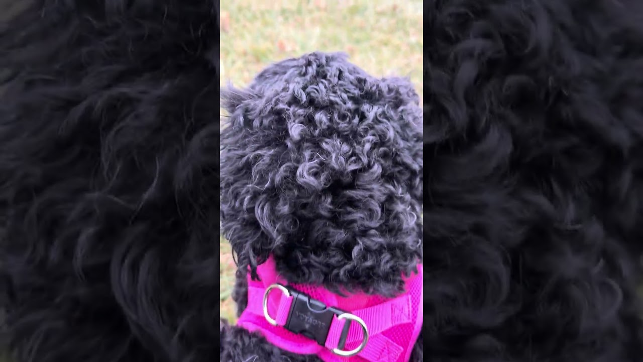 You Won’t Believe How Cute Barbie Is on Her Park Walk!
