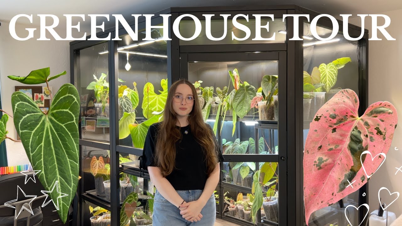 Indoor Greenhouse Tour I Rare Anthurium & Houseplant Collection
