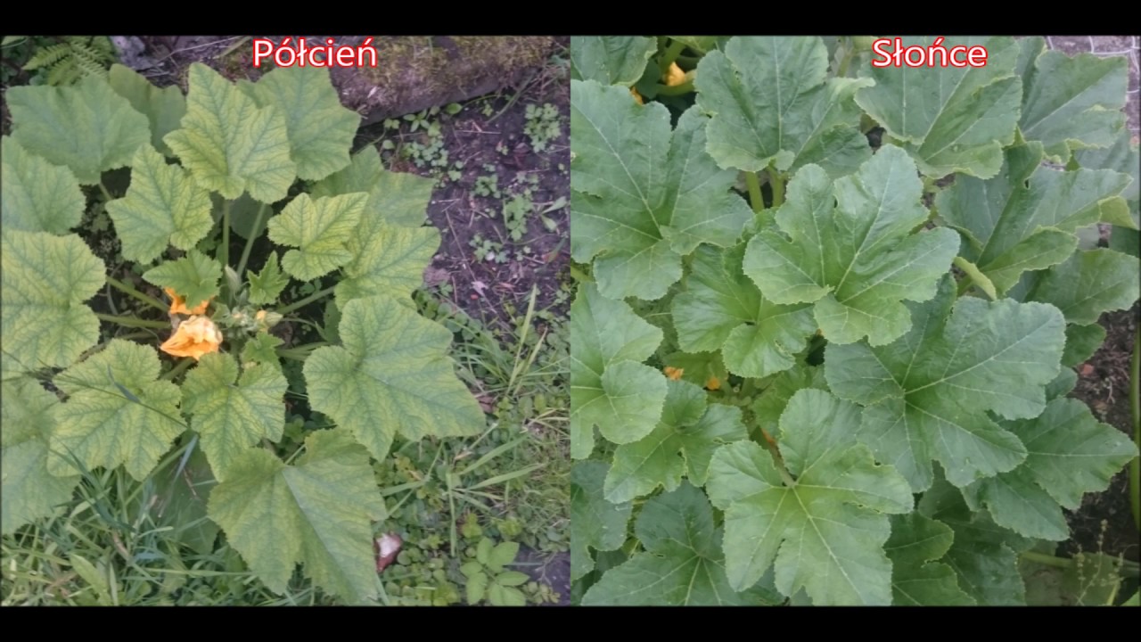 Sekundka #18 - Patison p&oacute;łcień vs Patison słońce