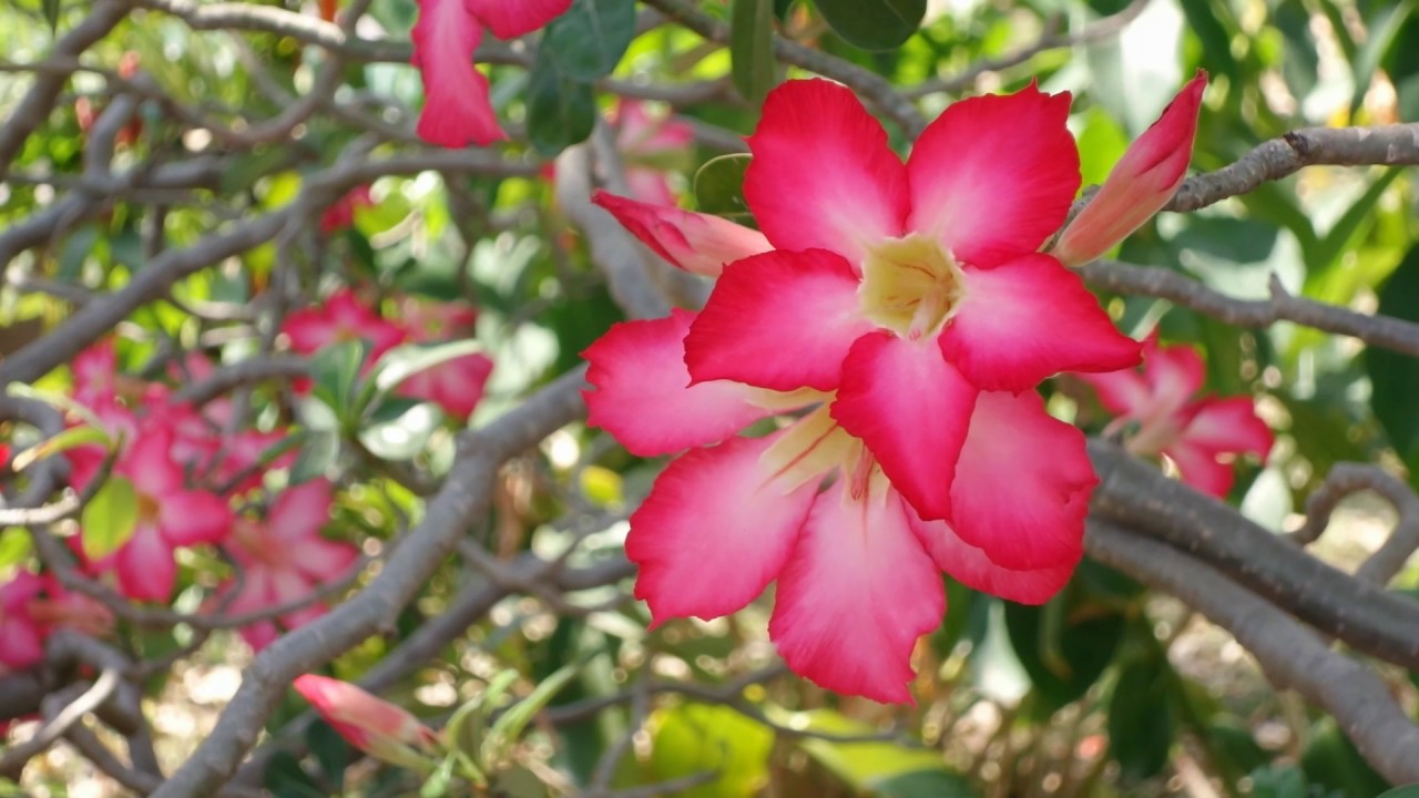 ชวนชมชมพู (Chaun Chom Chom-poo) - Impala Lily