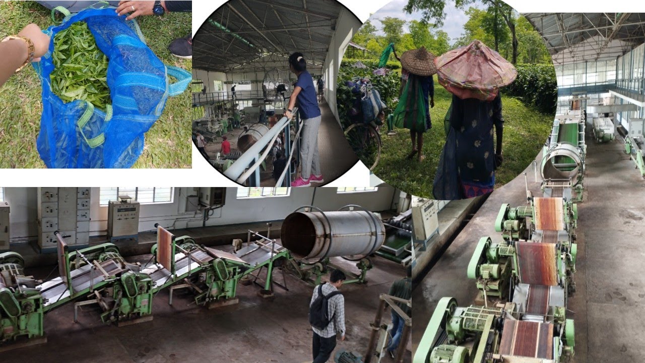 Step by step CTC tea manufacturing process || Tocklai Model Tea Factory|| TRA Tocklai|| Jorhat