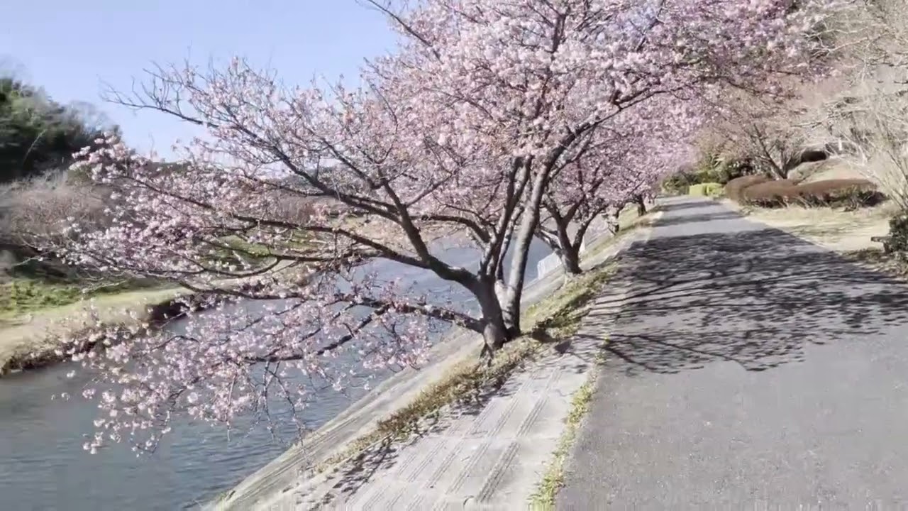 【静岡県】南伊豆、下賀茂のサクラ、菜の花 2026.2.4