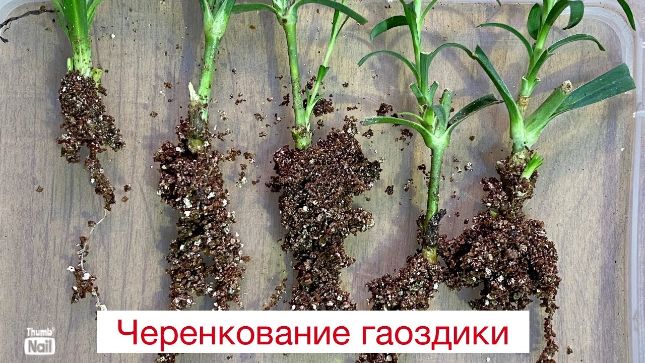 Результат черенкование вегетативной гвоздики в разных субстратах