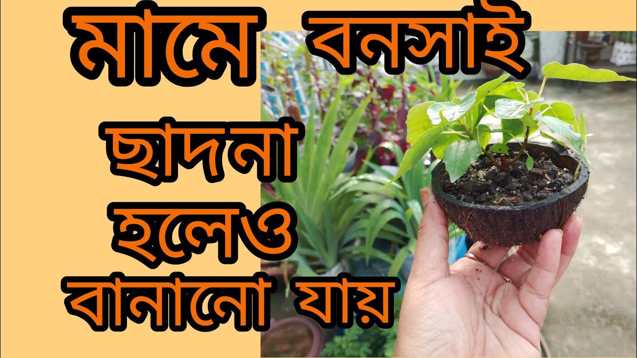 MAME BONSAI MADE EASY।IN EVERGREEN GARDEN