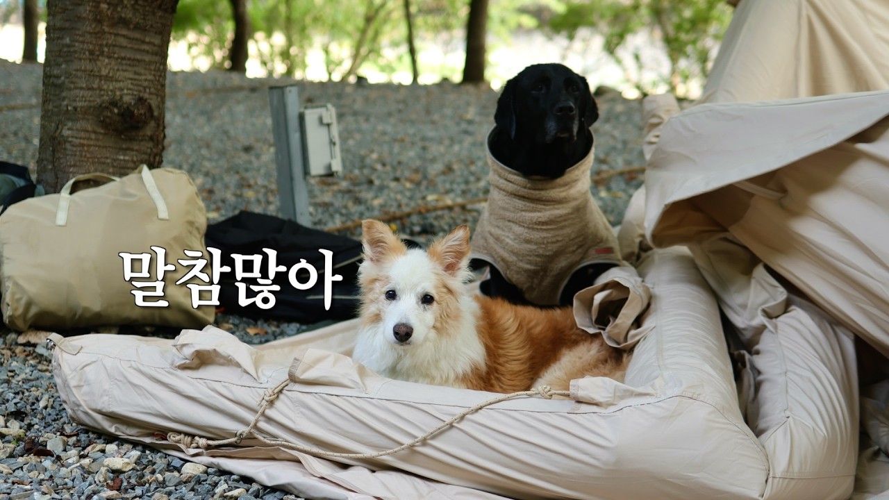 15살 금쪽이와 캠핑가면 생기는 일