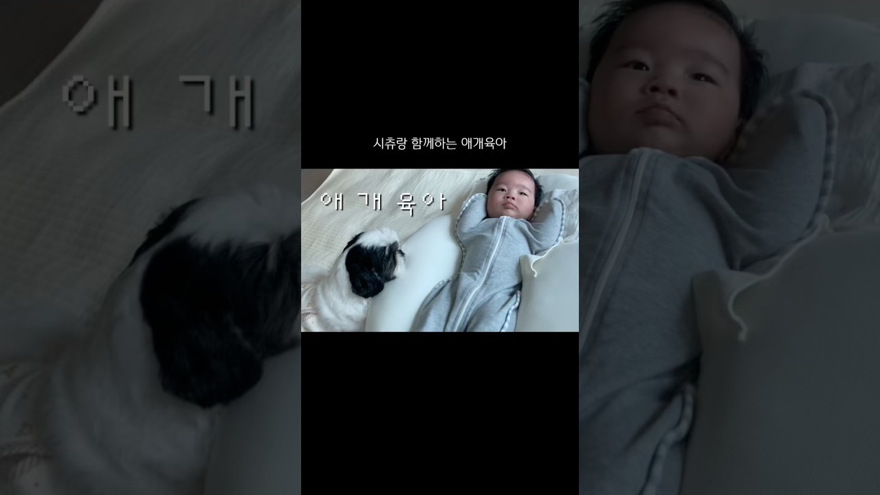 애개육아 2탄! 🐾👶🏻생후 55일차 아기랑 5살 시츄랑 같이 있으면요 #뱀띠아기 #뱀띠아들 #아기 #아기쇼츠 #태어난지55일