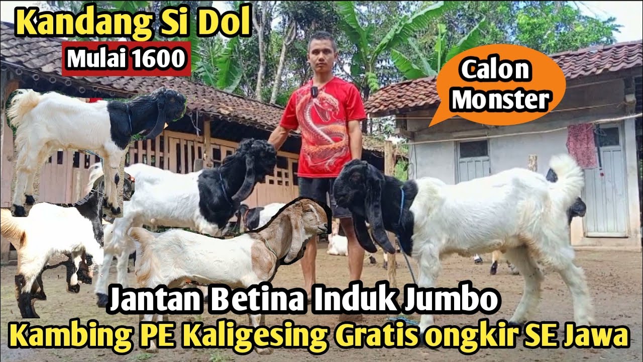 1600...!! GRATIS ONGKIR SE JAWA KAMBING PE KALIGESING #hargakambing#kambingpe