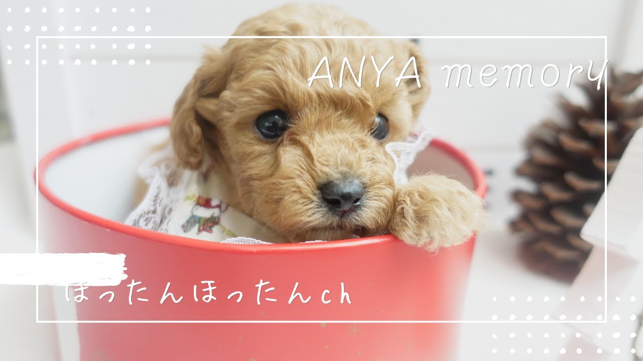 【トイプードルブリーダー】出産後～子犬の巣立ち後の様子・成長記録-アーニャちゃん（生後0ヶ月～生後2ヶ月）