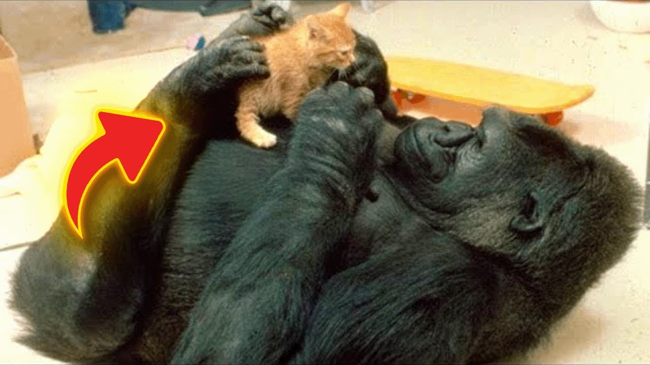 This Gorilla And The Kitten Give Us The Most Agreeable Bff Goals Ever!