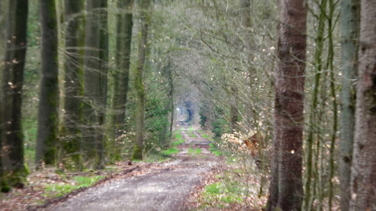 4K Wandelen door het Bergherbos