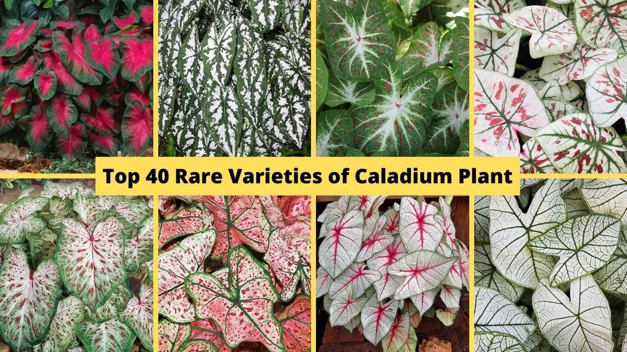 Top 40 Rare Varieties of Caladium Plant With names / Gabi - Gabi Plant / Colorful foilage plants