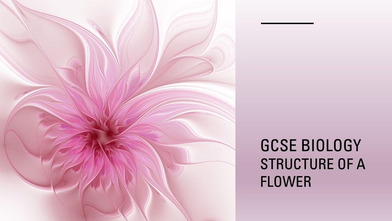 GCSE Biology - Structure of a Flower