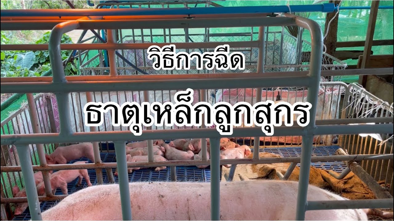 ฉีดธาตุเหล็กลูกหมู ด้วยตัวเองแบบง่ายๆ สาธิตการฉีดธาตุเหล็กลูกหมูแบบเข้าใจง่าย |เรื่องหมูหมูchanel