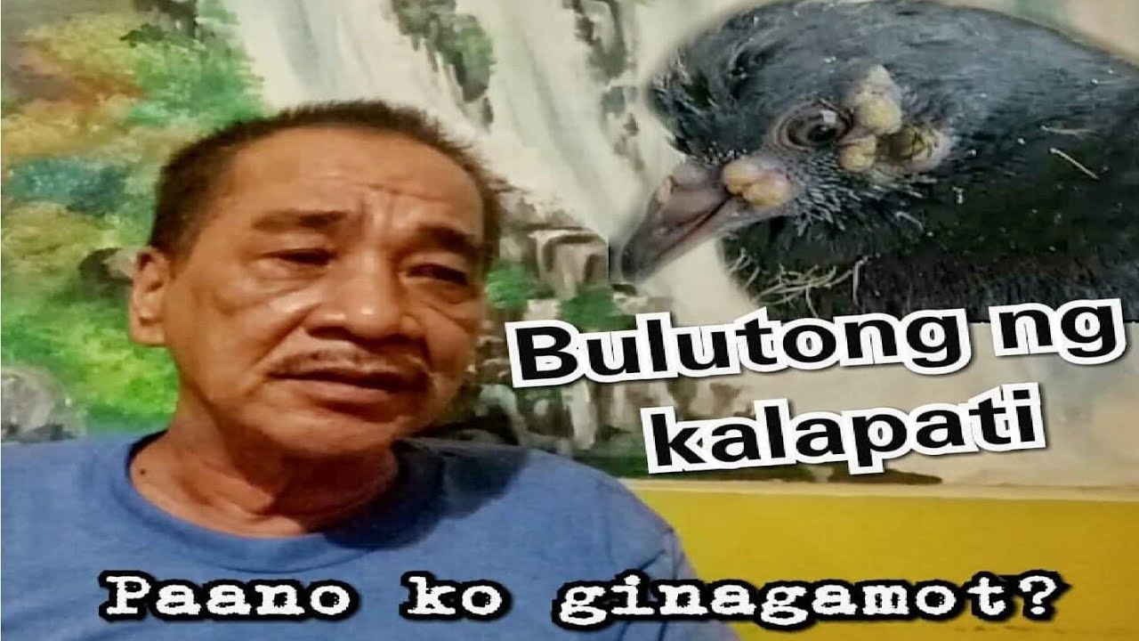 Paraan para magamot ang bulutong ng kalapati (Ways to Cure Pigeon Pox)