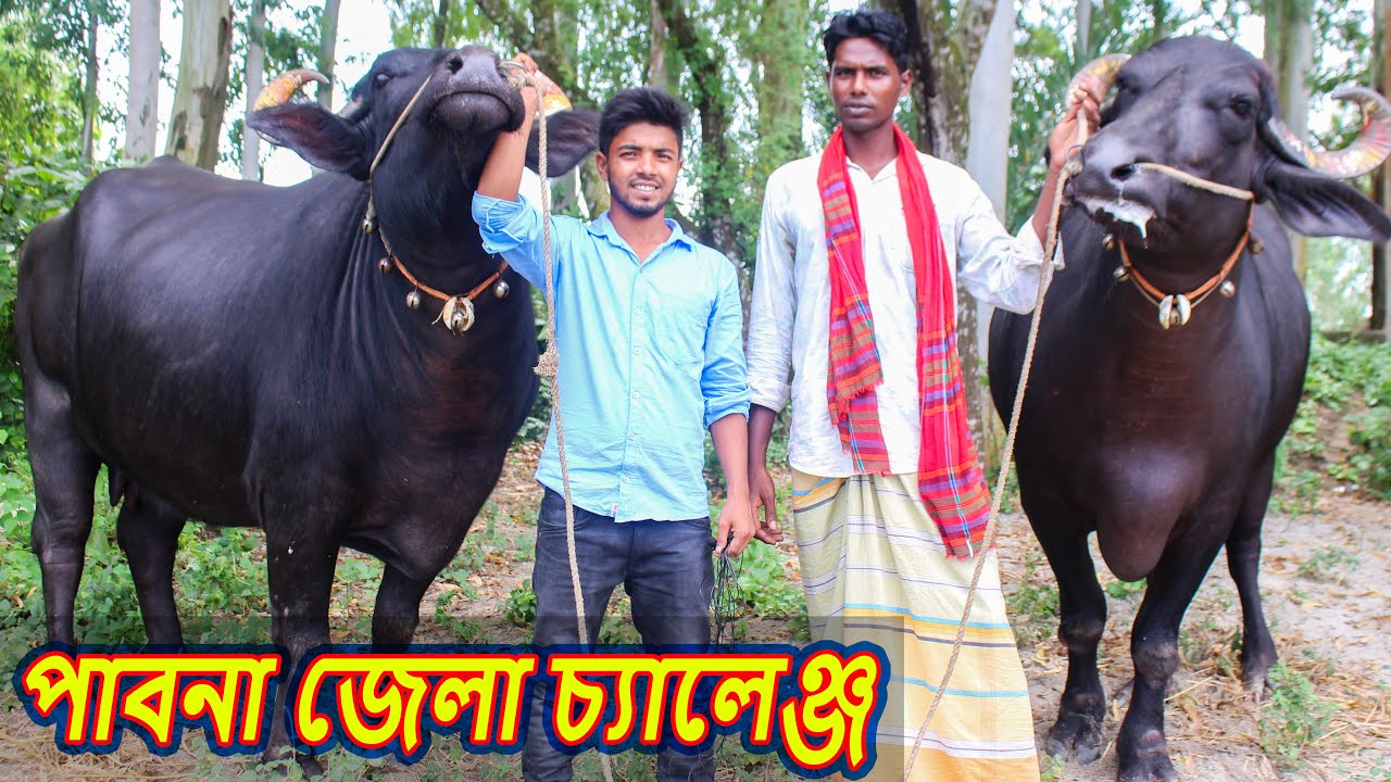 কনক ভাইয়ের জীবনের সেরা কালেকশন। ১ জোড়া মুরড়া মহিষ নিলে বাংলাদেশের যে কোন প্রান্তে গাড়ী ভাড়া ফ্রী।