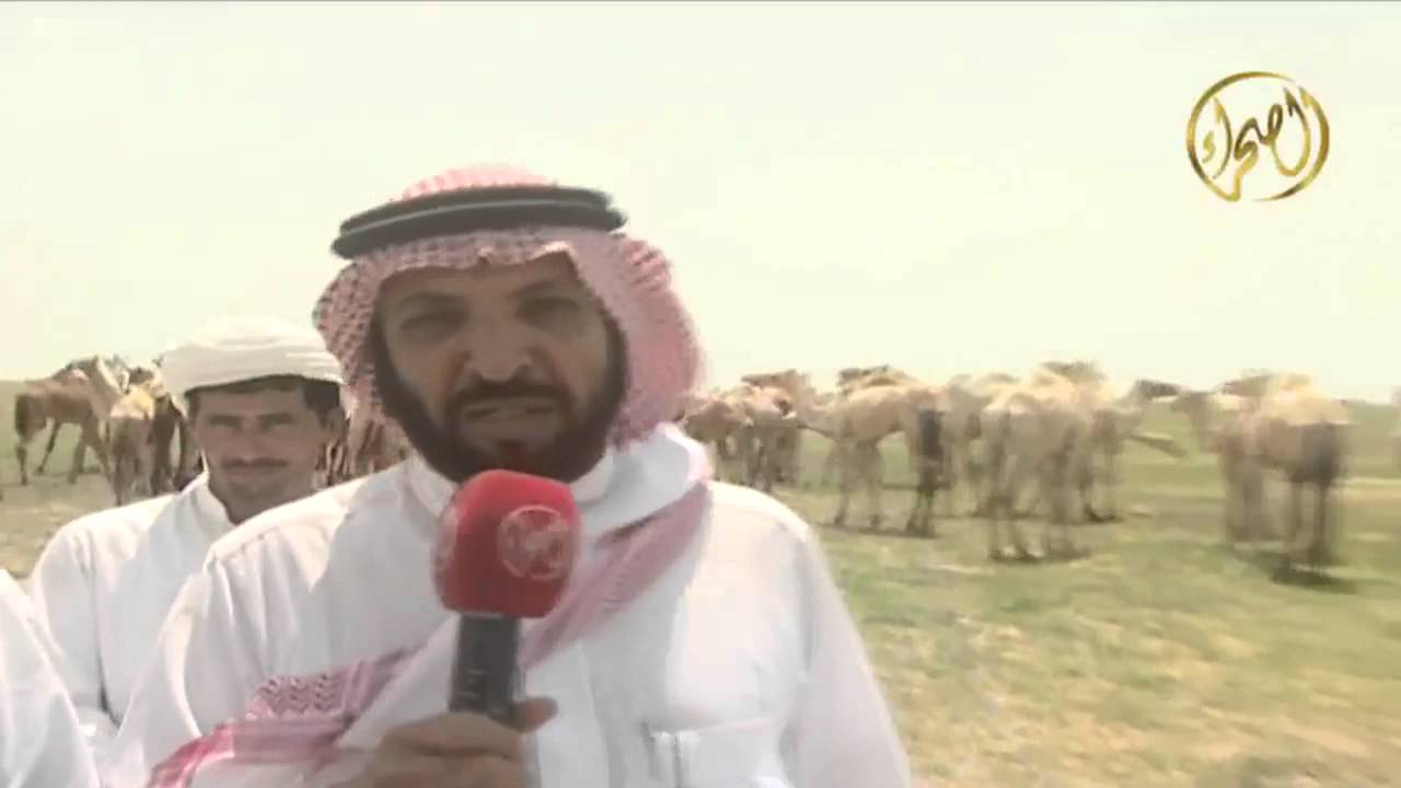 #بني رشيد_هجنا الاصايل(ريمات)