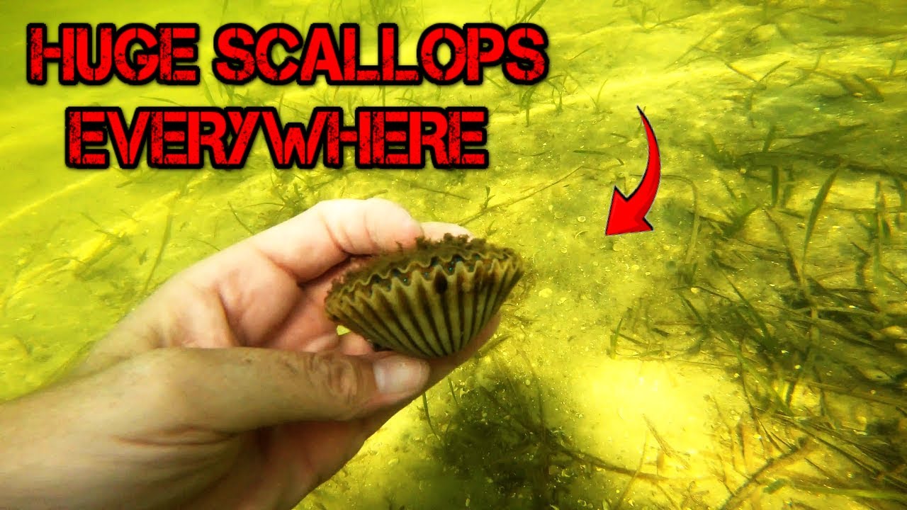 Scalloping in St Joe Bay (Port St Joe)