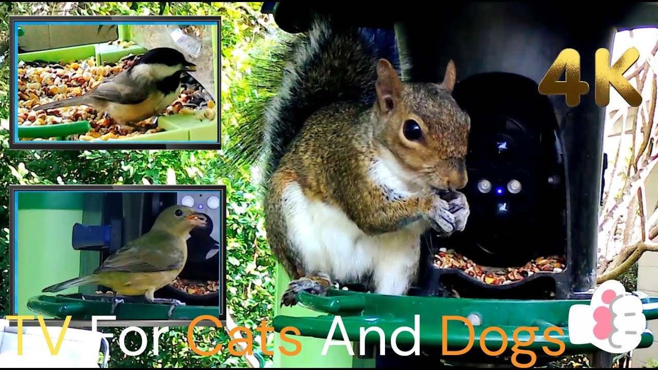 TV for Cats to Watch | ActionCam at the Bird Feeder | Bird and Squirrel TV| Relax