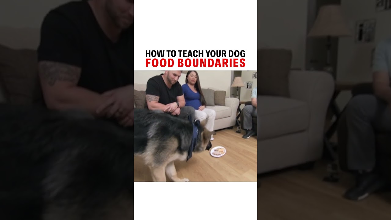 How to teach your dog food boundaries. Be patient! #dogtraining